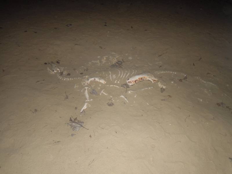 DSCN5246.JPG