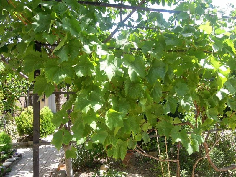 DSCN0583.JPG