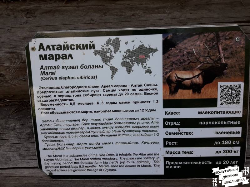 Зооботанический сад. Алтайский марал77104