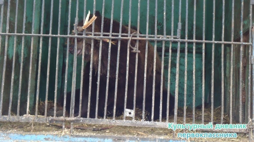 мое новогоднее посещение зоопарка18264
