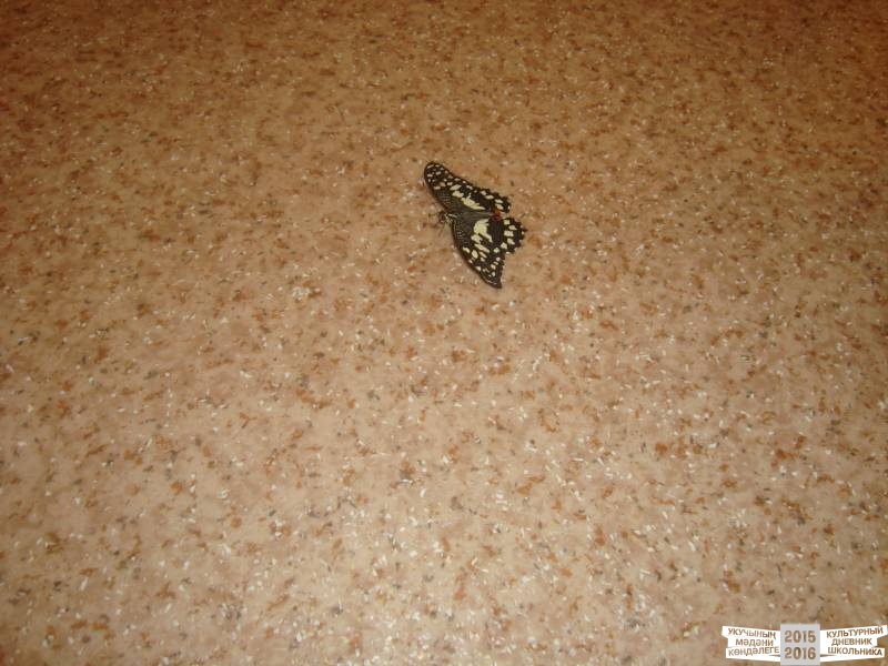 Живые тропические бабочки.49707