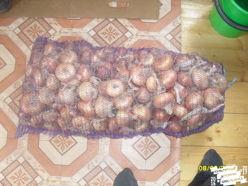 я и моя культурная команда собирает урожай76868