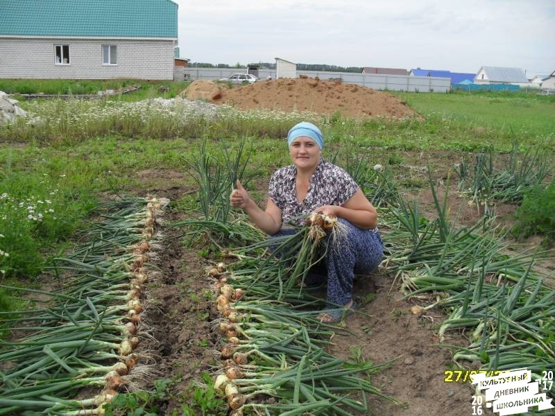 я и моя культурная команда собирает урожай76854