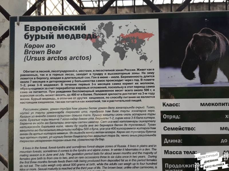 Зооботанический сад. Европейский бурый медведь.77142