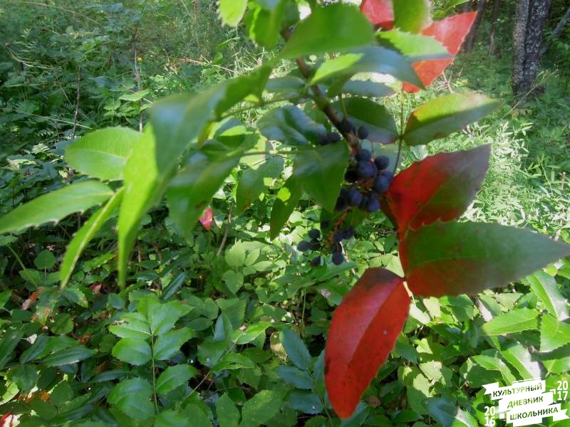 DSCN1606.JPG