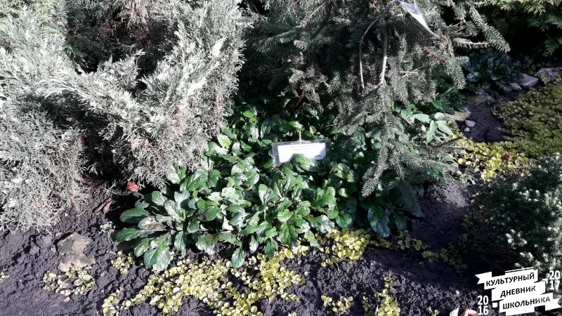 Растения открытого грунта. Зооботанический сад. казань.78255