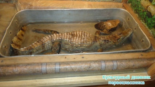 мое новогоднее посещение зоопарка18280