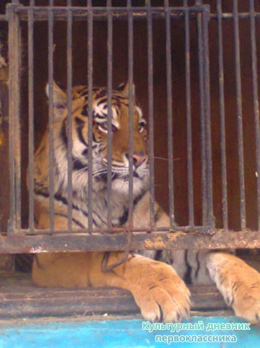 зоопарк15564