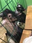 Уникс "Алые паруса"93408