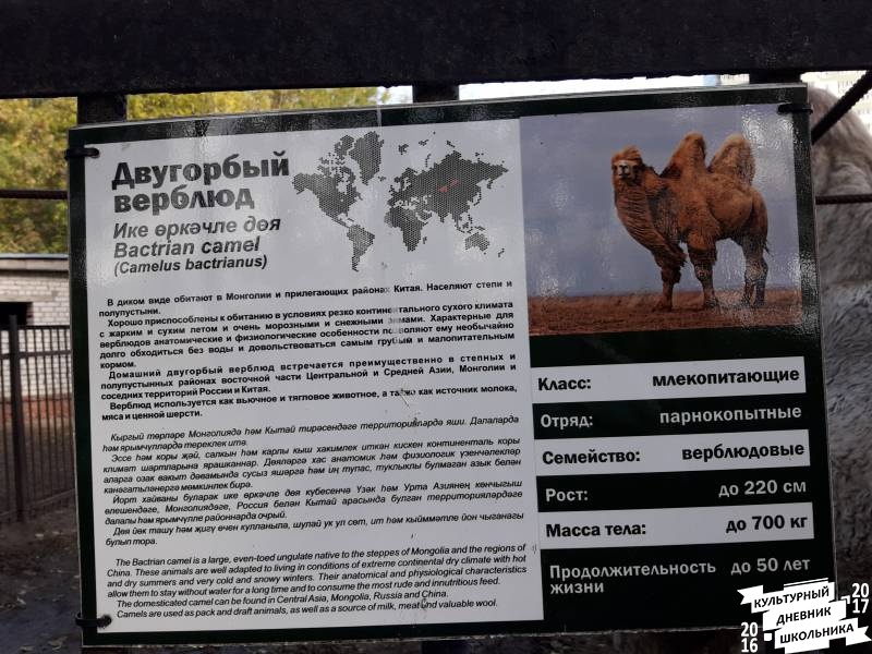 Зооботанический сад. Двугорбый верблюд.77138
