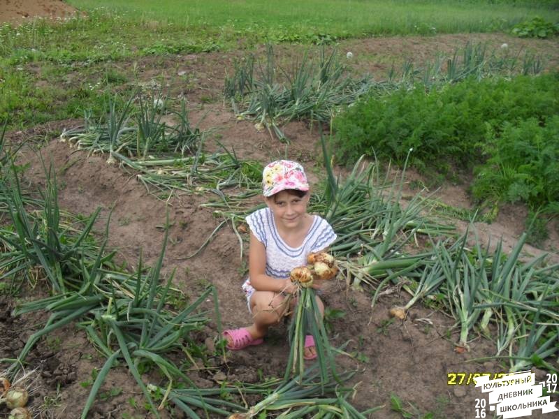 я и моя культурная команда собирает урожай76849