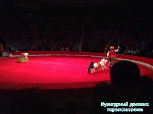 В цирке!15401