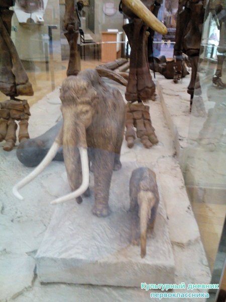 Музей естейственной истории Татарстана