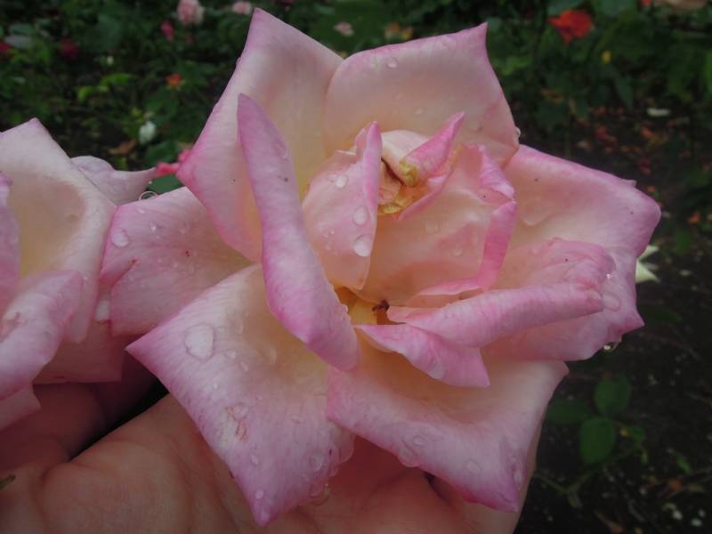DSCN9896.JPG