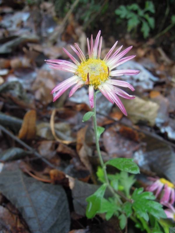 DSCN5043.JPG