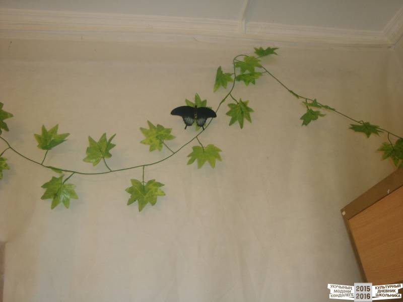 Живые тропические бабочки.49708