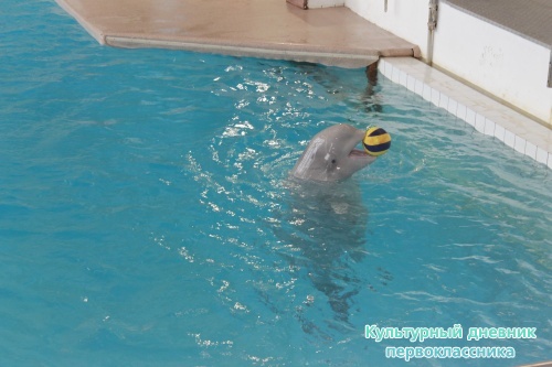 Дельфинарий17878