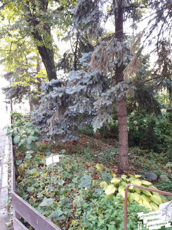 Растения открытого грунта. Зооботанический сад. казань.78271