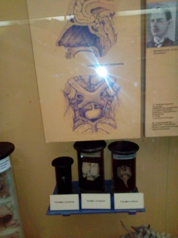 Биологический музей г. Москва 11