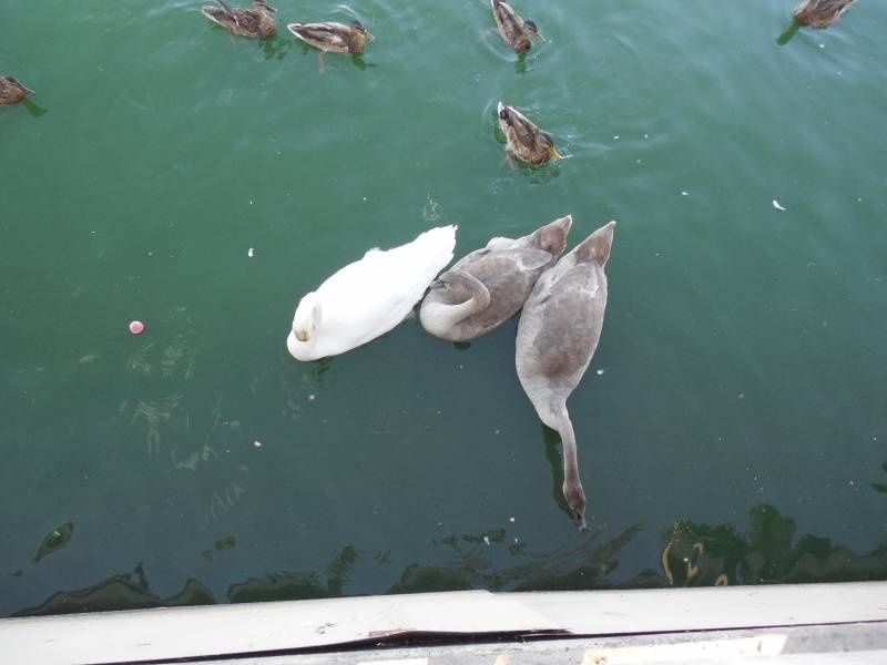 DSCN4595.JPG
