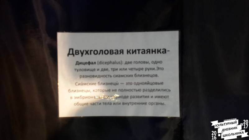 Кунсткамера63258