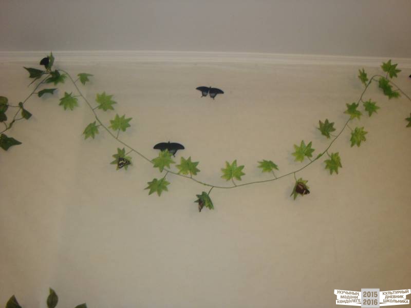 Живые тропические бабочки.49702