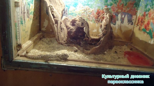 мое новогоднее посещение зоопарка18275