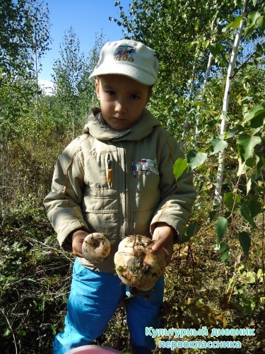 я грибник