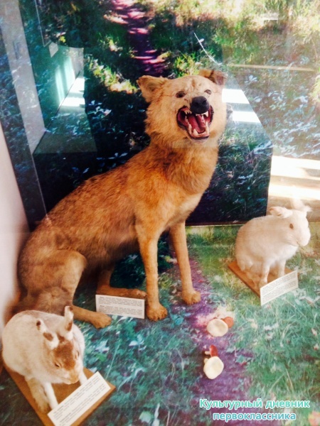 В краеведческом музее Бугульмы