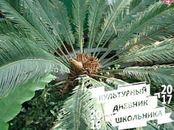 Оранжерейные растения. Зооботанический сад. Казань.78307