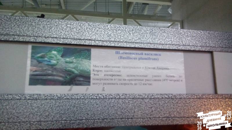 Шлемоносный василиск83835