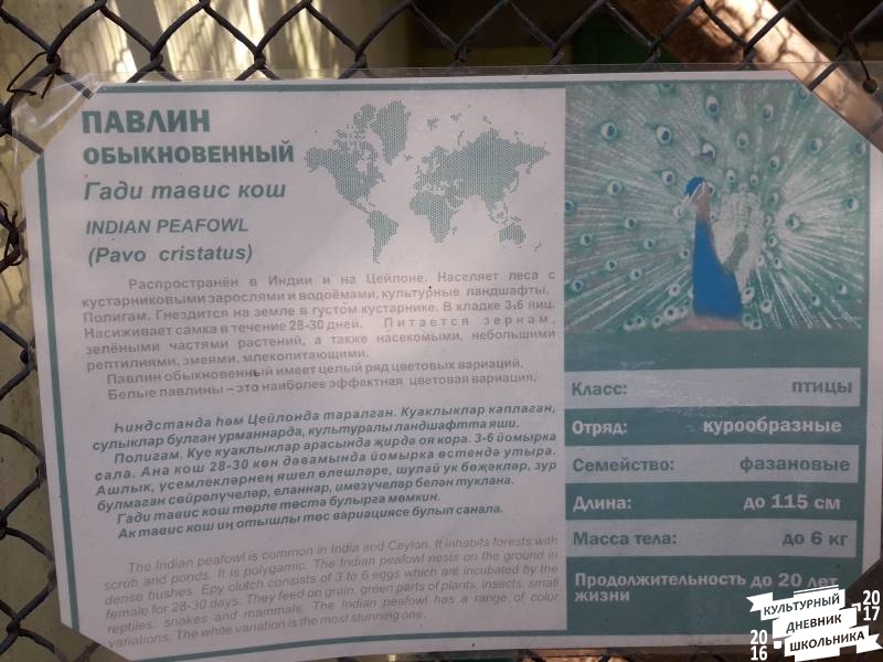 Фазаний ряд. Зооботанический сад. Казань.78195
