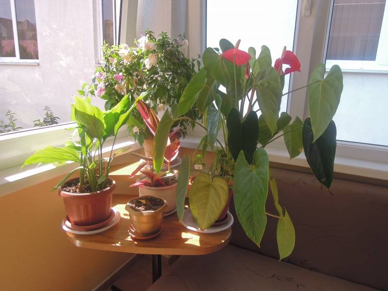 DSCN0561.JPG