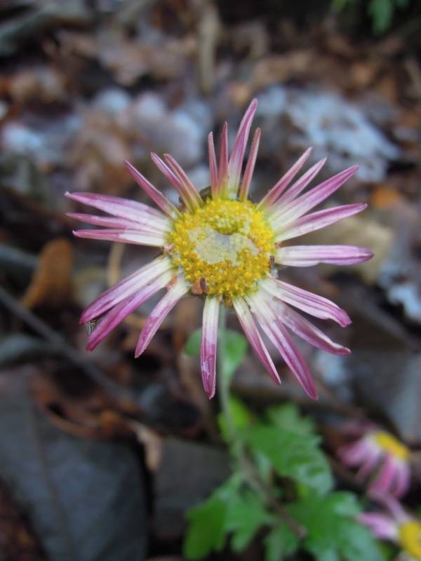 DSCN5044.JPG