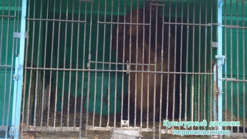 мое новогоднее посещение зоопарка18265