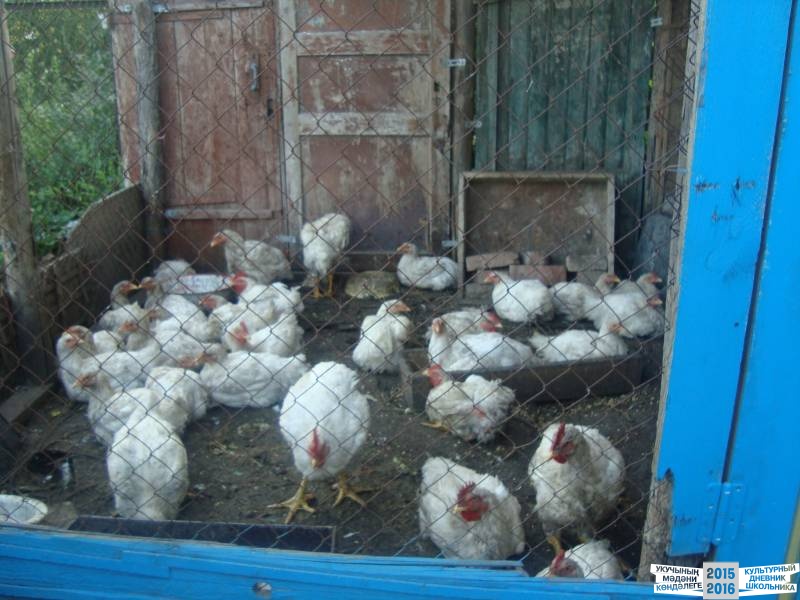 Мои летние каникулы!39650