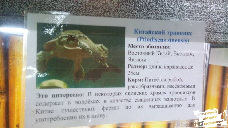 Китайский трионикс83830
