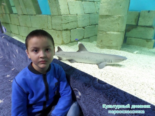 Океанариум. Это акула.
