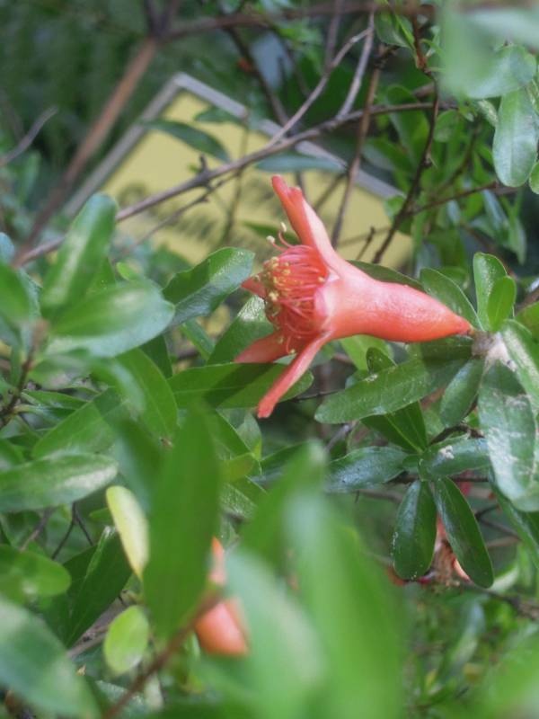 DSCN4786.JPG