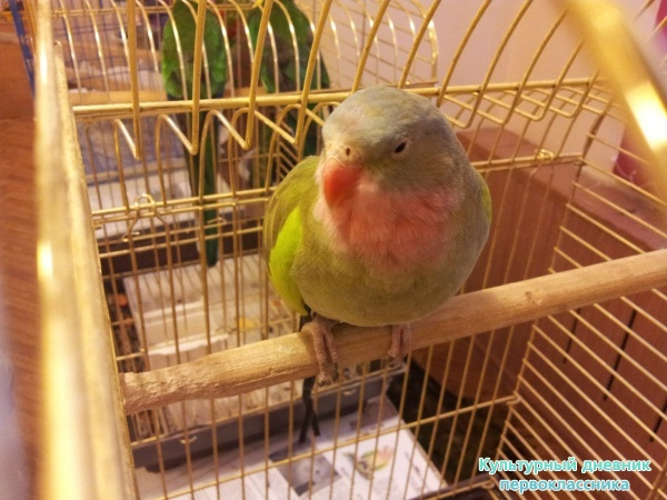 Маленький зоопарк29518