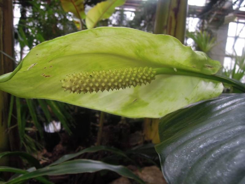 DSCN4807.JPG