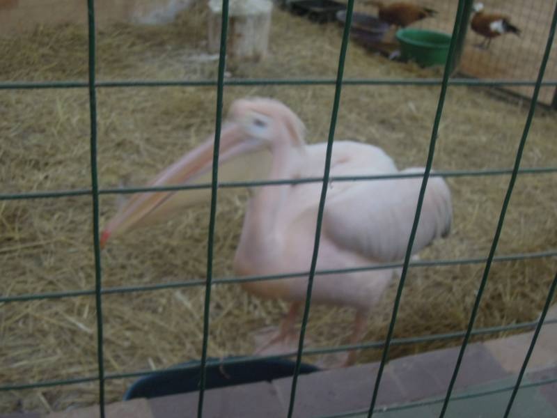DSCN4961.JPG