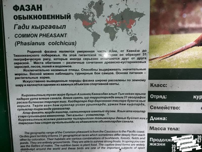 Фазаний ряд. Зооботанический сад. Казань.78204