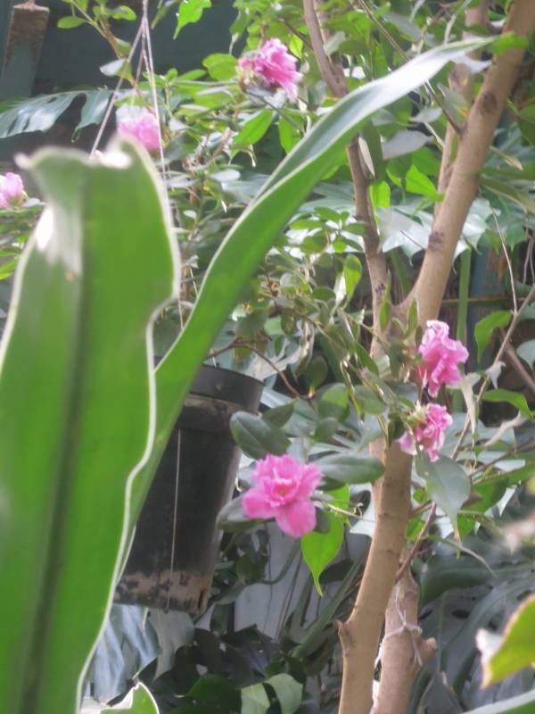 DSCN4795.JPG