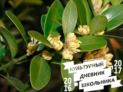 Оранжерейные растения. Зооботанический сад. Казань.78308