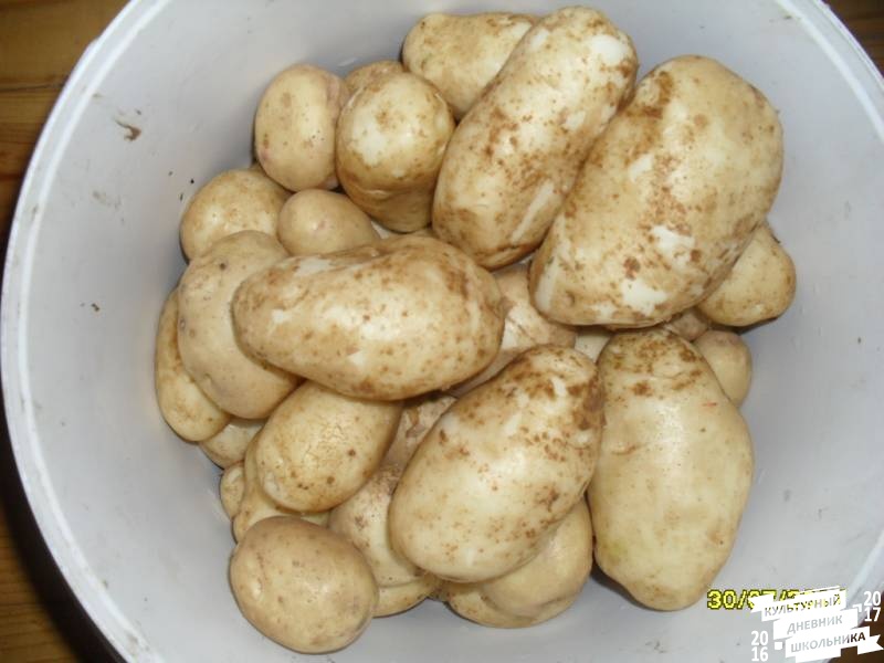 я и моя культурная команда собирает урожай76866