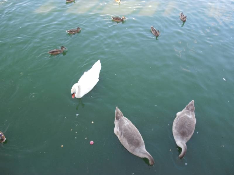 DSCN4590.JPG