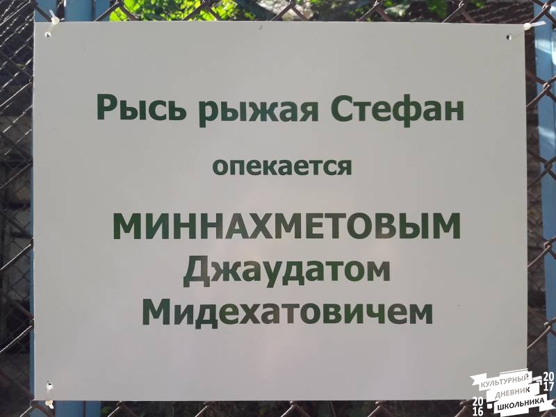 Рыжая рысь. Зооботанический сад. Казань.78078