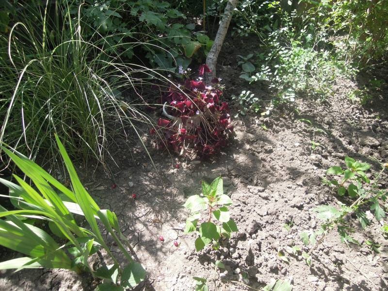 DSCN0541.JPG