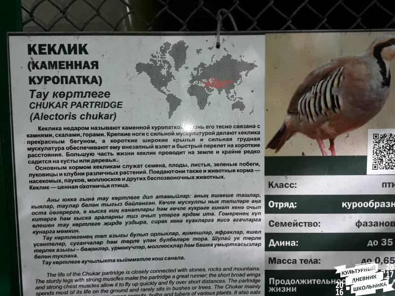 Фазаний ряд. Зооботанический сад. Казань.78206
